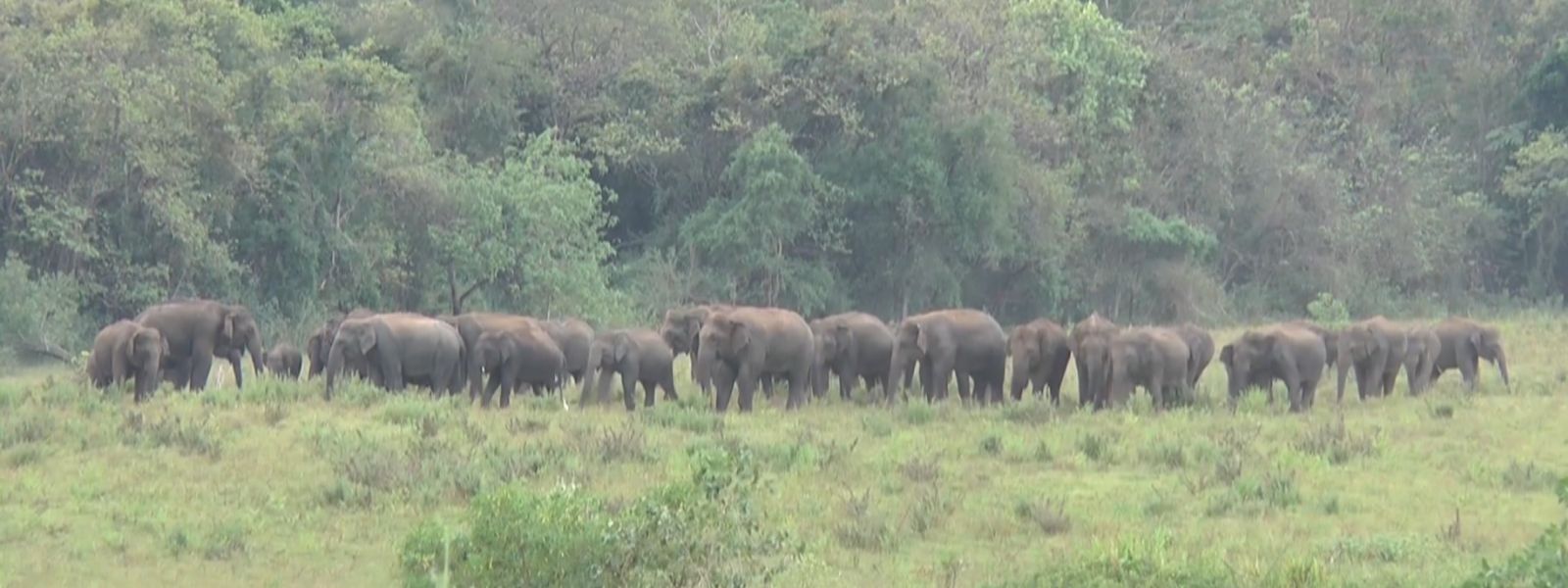 Sri Lanka to Re-map Elephant Corridors